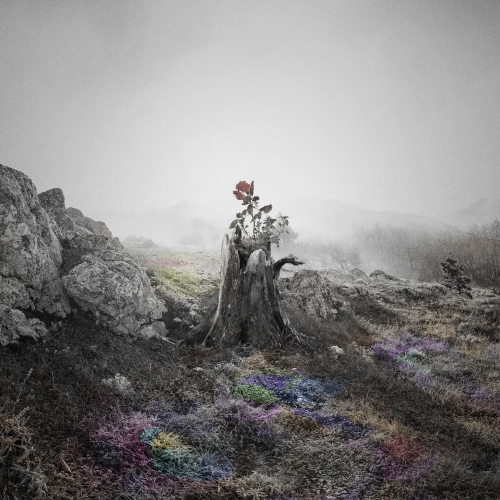 CD / JUJU / 花 / AICL-4306