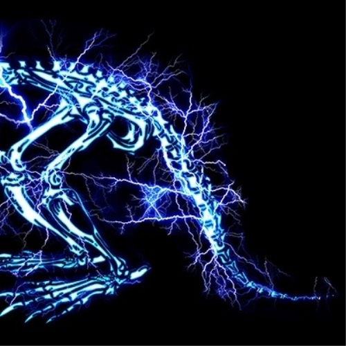 CD / SUPER BEAVER / 儚くない (通常盤) / SRCL-12555