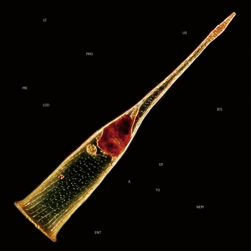 CD / レプラス / メロディーズ・オブ・アトーンメント (解説歌詞対訳付) / SICP-6583