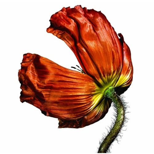 CD / ペット・ショップ・ボーイズ / リリース (解説歌詞対訳付) / WPCR-85119