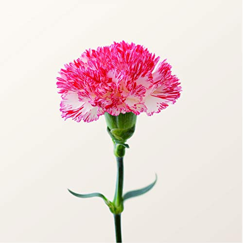 CD / 半崎美子 / 母へ (CD+DVD) (特別盤) / CRCP-10425