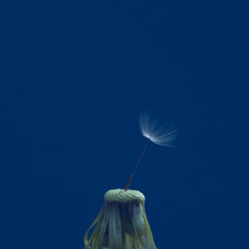 CD / マカロニえんぴつ / たましいの居場所 (CD+Blu-ray) (初回生産限定盤) / TFCC-86861