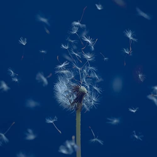 CD / マカロニえんぴつ / たましいの居場所 (通常盤) / TFCC-86863