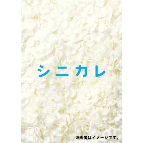 DVD / 国内オリジナルV / シニカレ完全版 DVD-BOX (本編ディスク5枚+特典ディスク1枚) / AVBF-62341